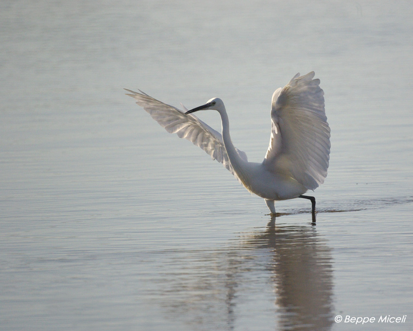 Egretta garzetta - Garzette in caccia